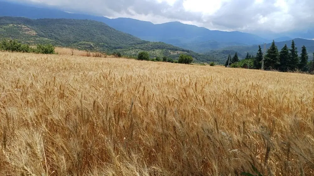 زمین برای ساخت ساز