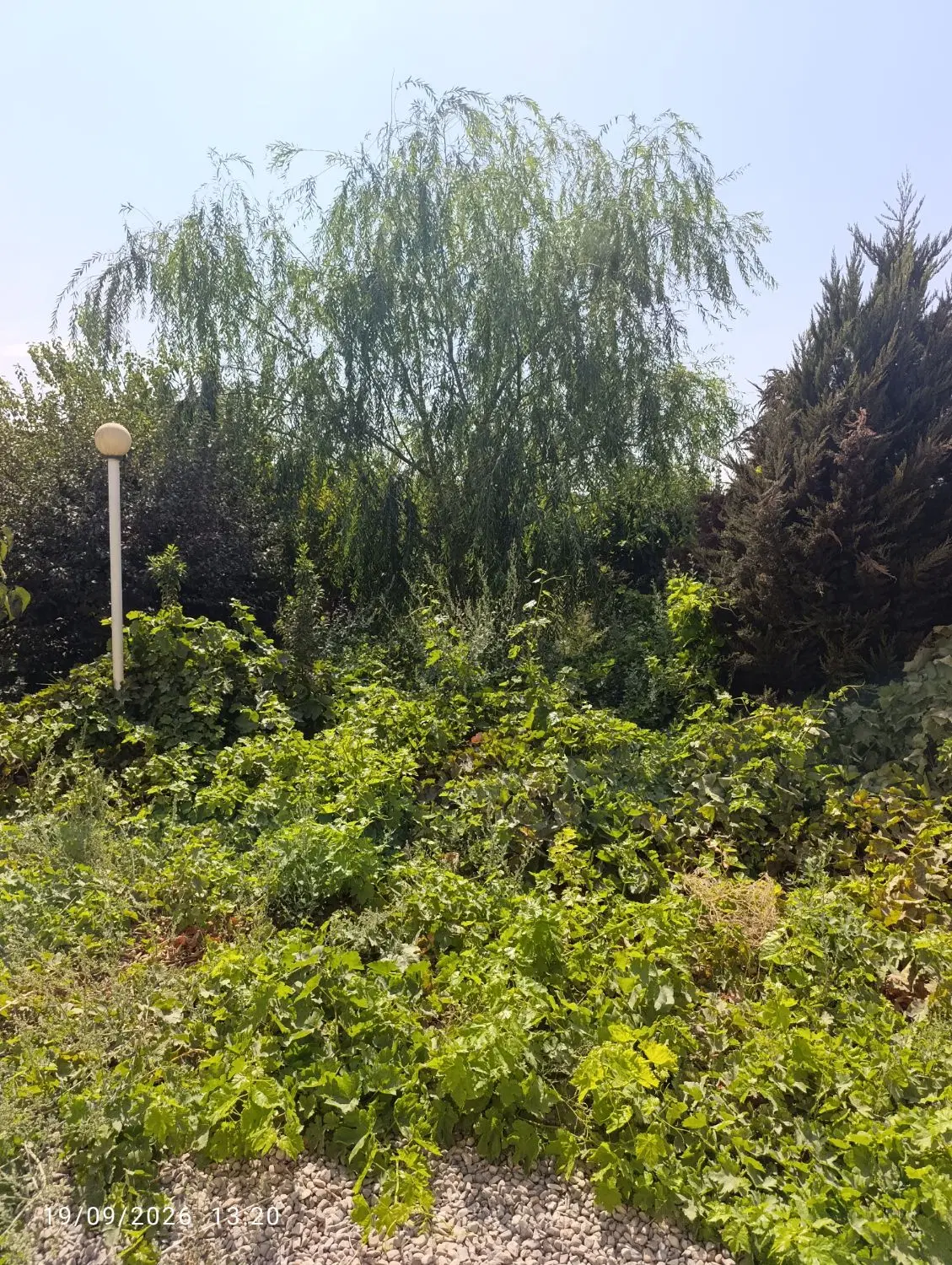 باغ ویلا۱۰۰۰متریی سندارعرصه واعیان خیابان کاج