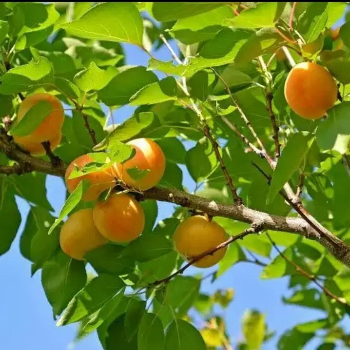 باغ