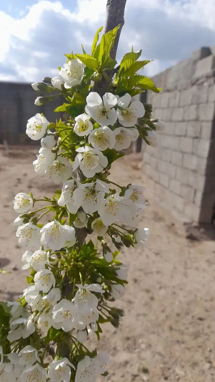 خانه باغ