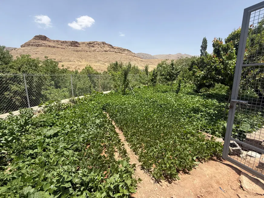 باغچه جاسب