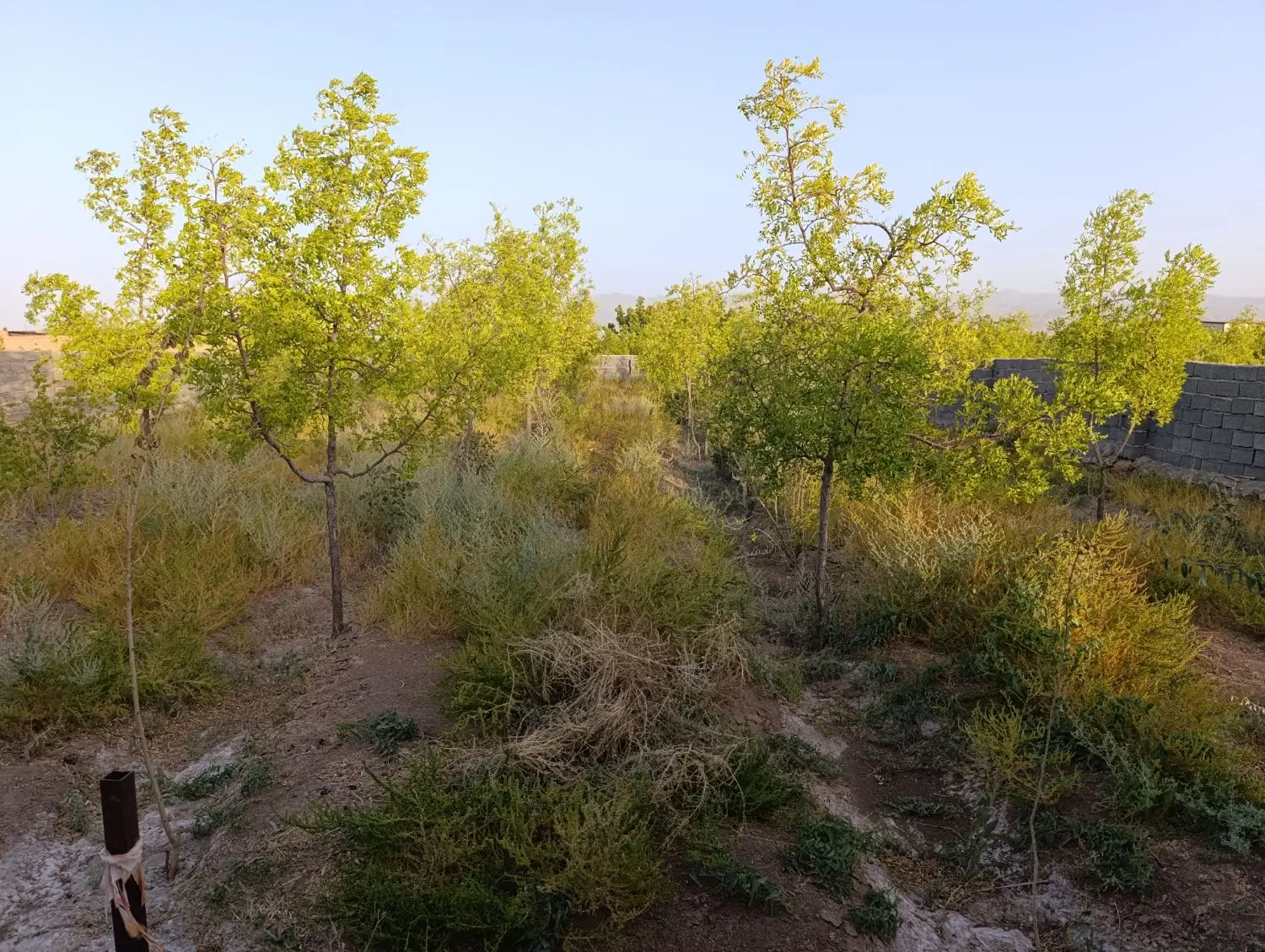 باغ هزار متری چاه رستمی