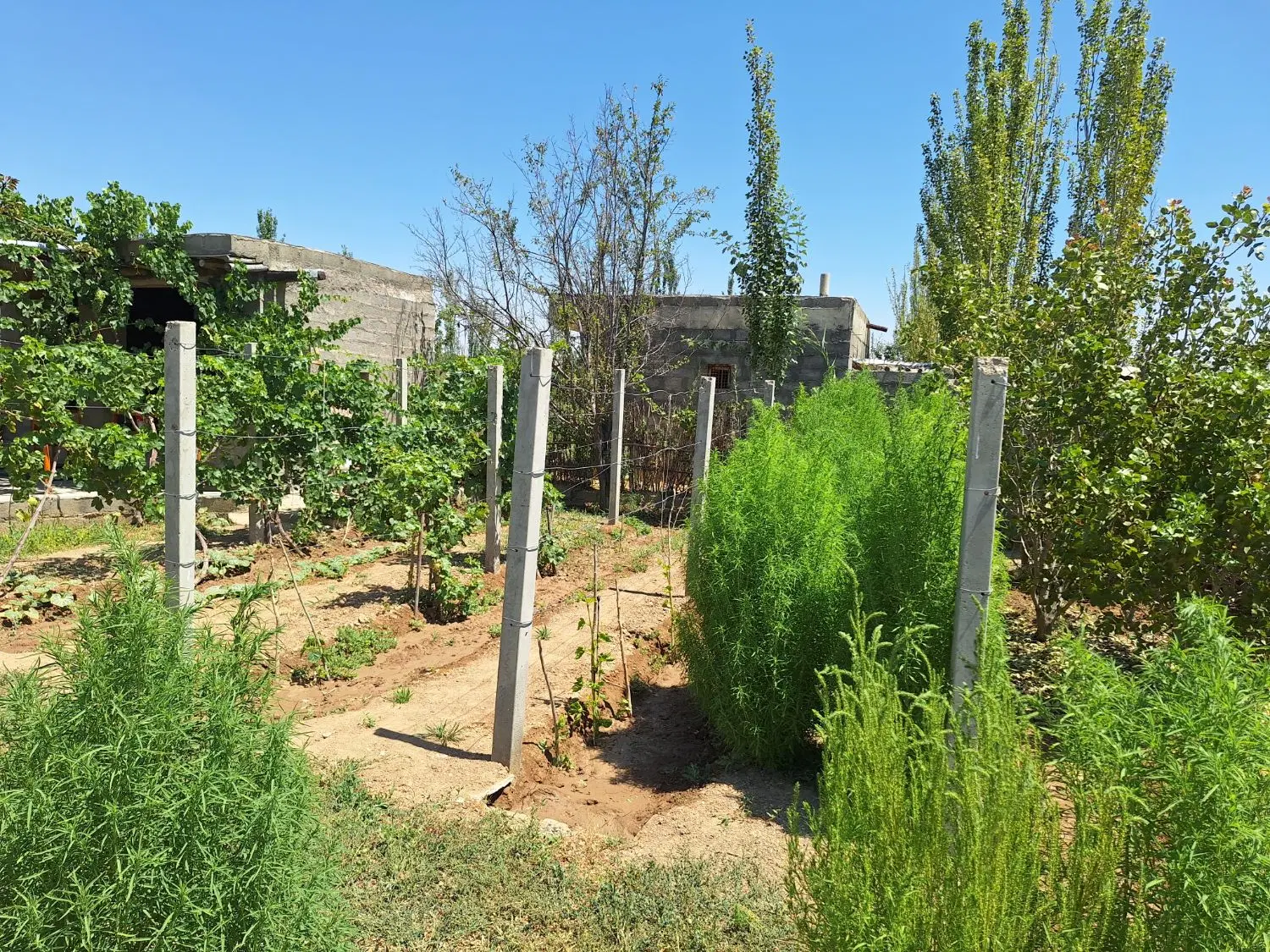 باغ زمین کشاورزی