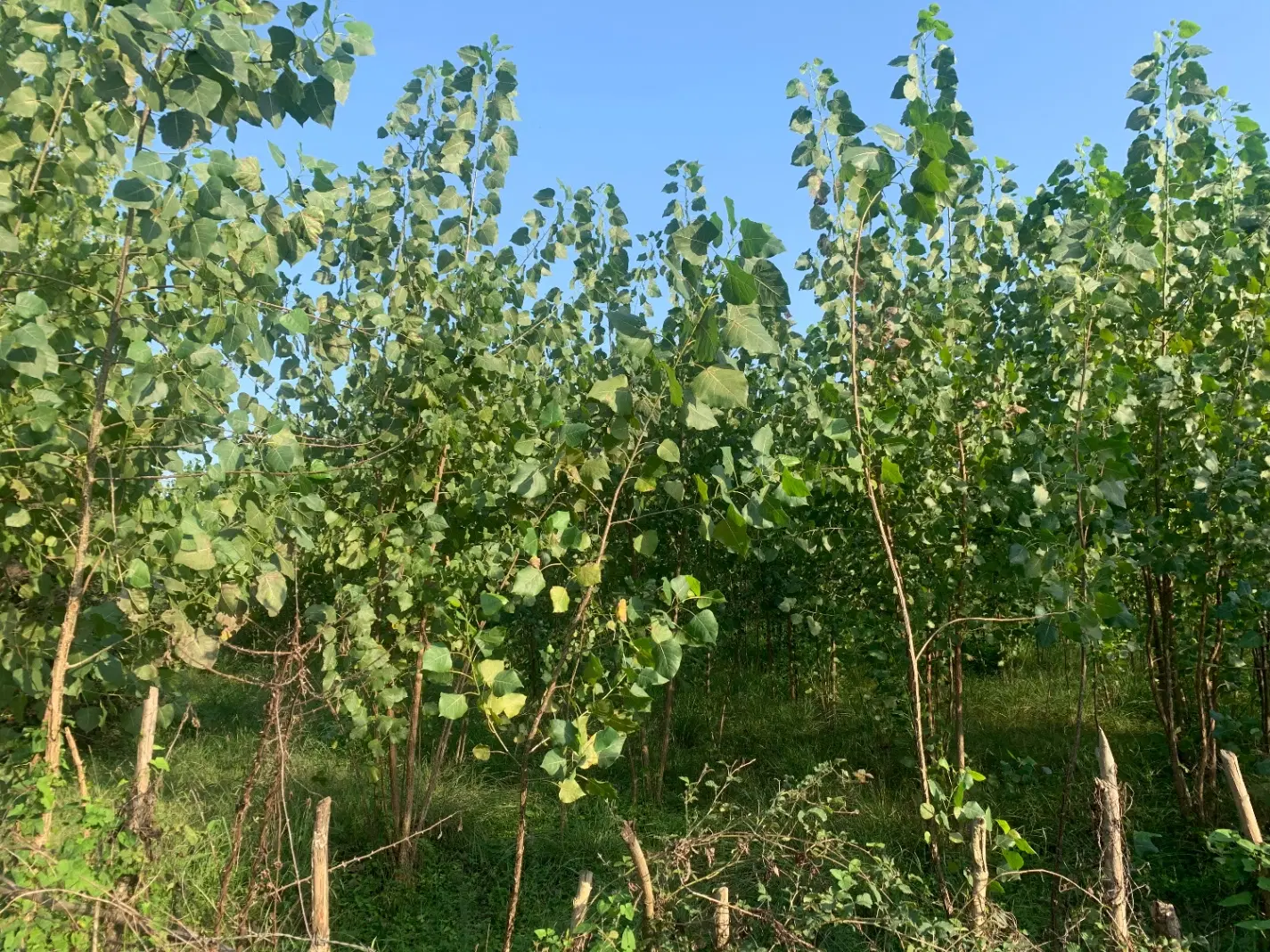 فروش زمین ۸۰۰متر