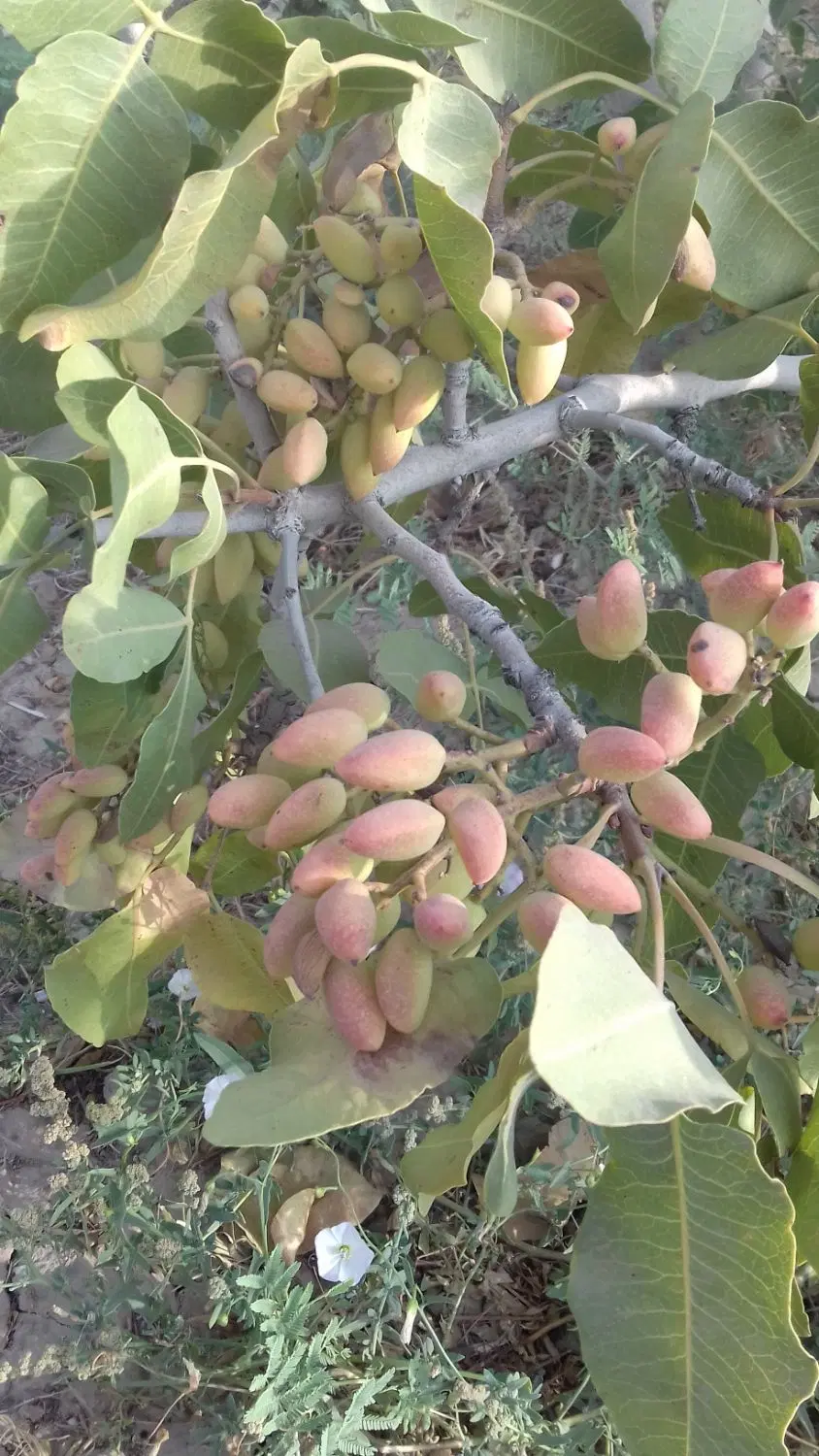 باغ پسته ۱۴ ساله