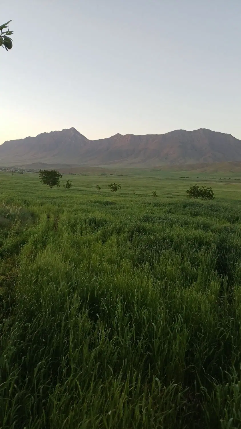 زمین کشاورزی