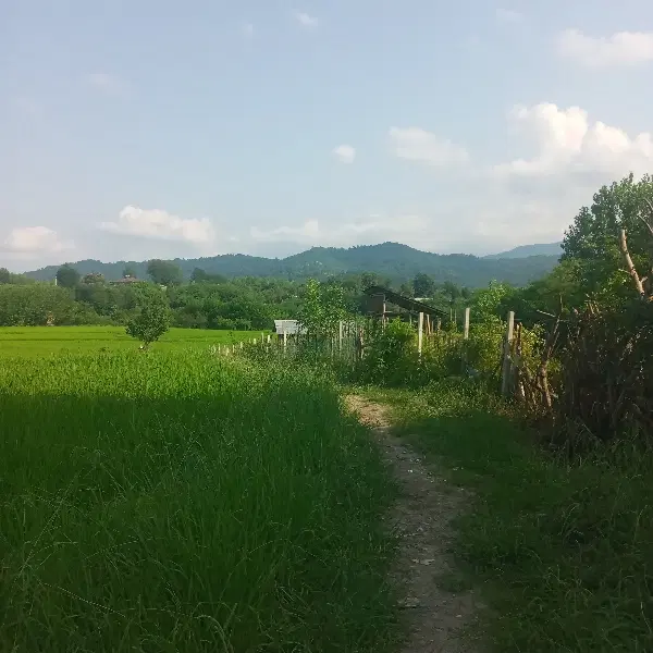 بیجار سنتی بر کوچه چسبیده به مسکونی