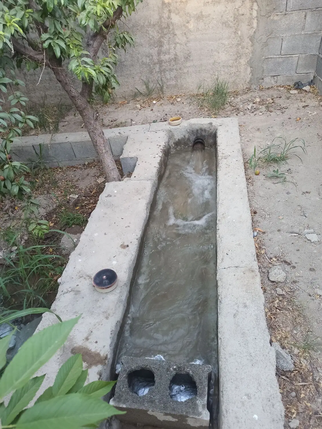 باغ میوه