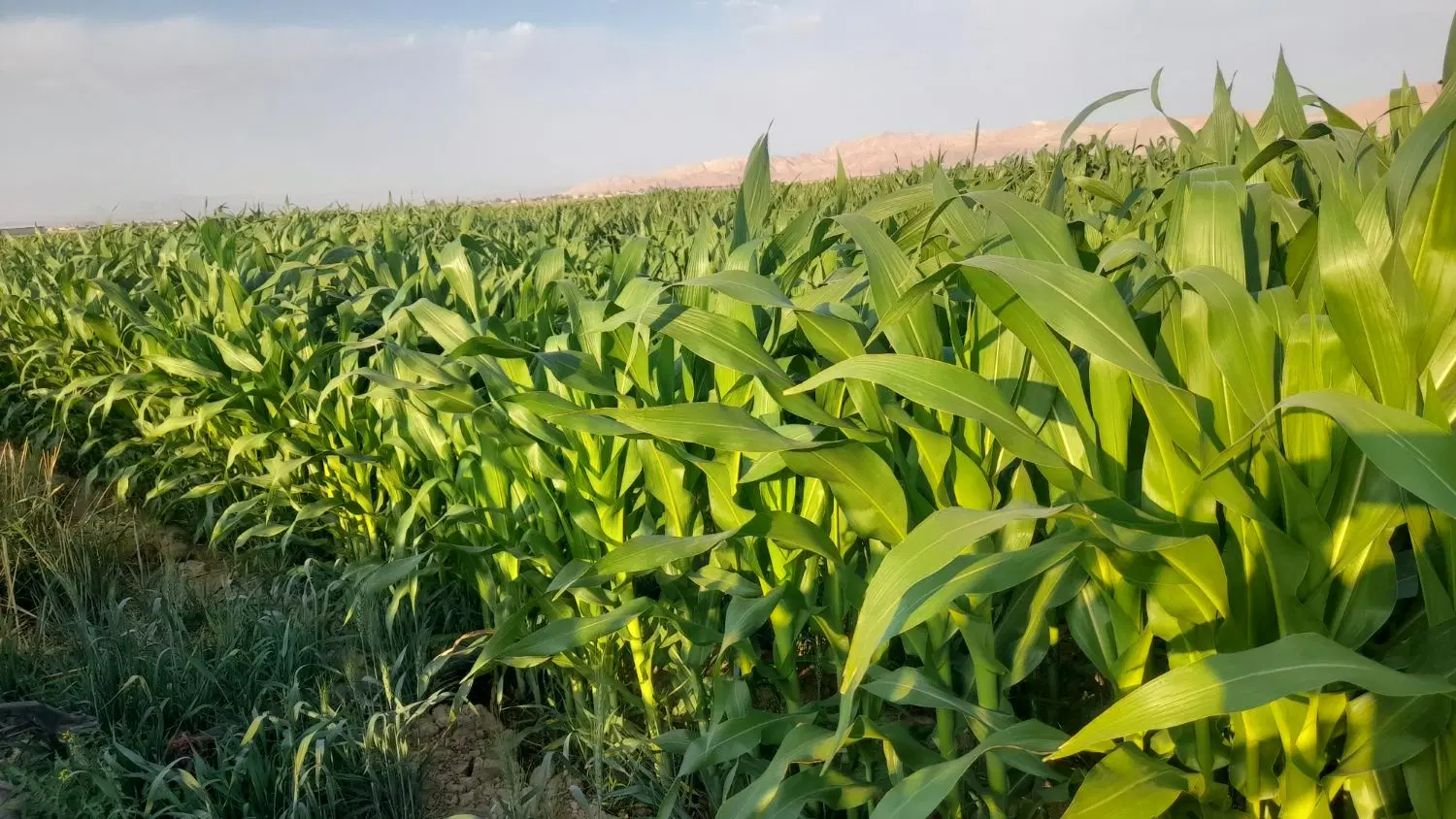 زمین کشاورزی