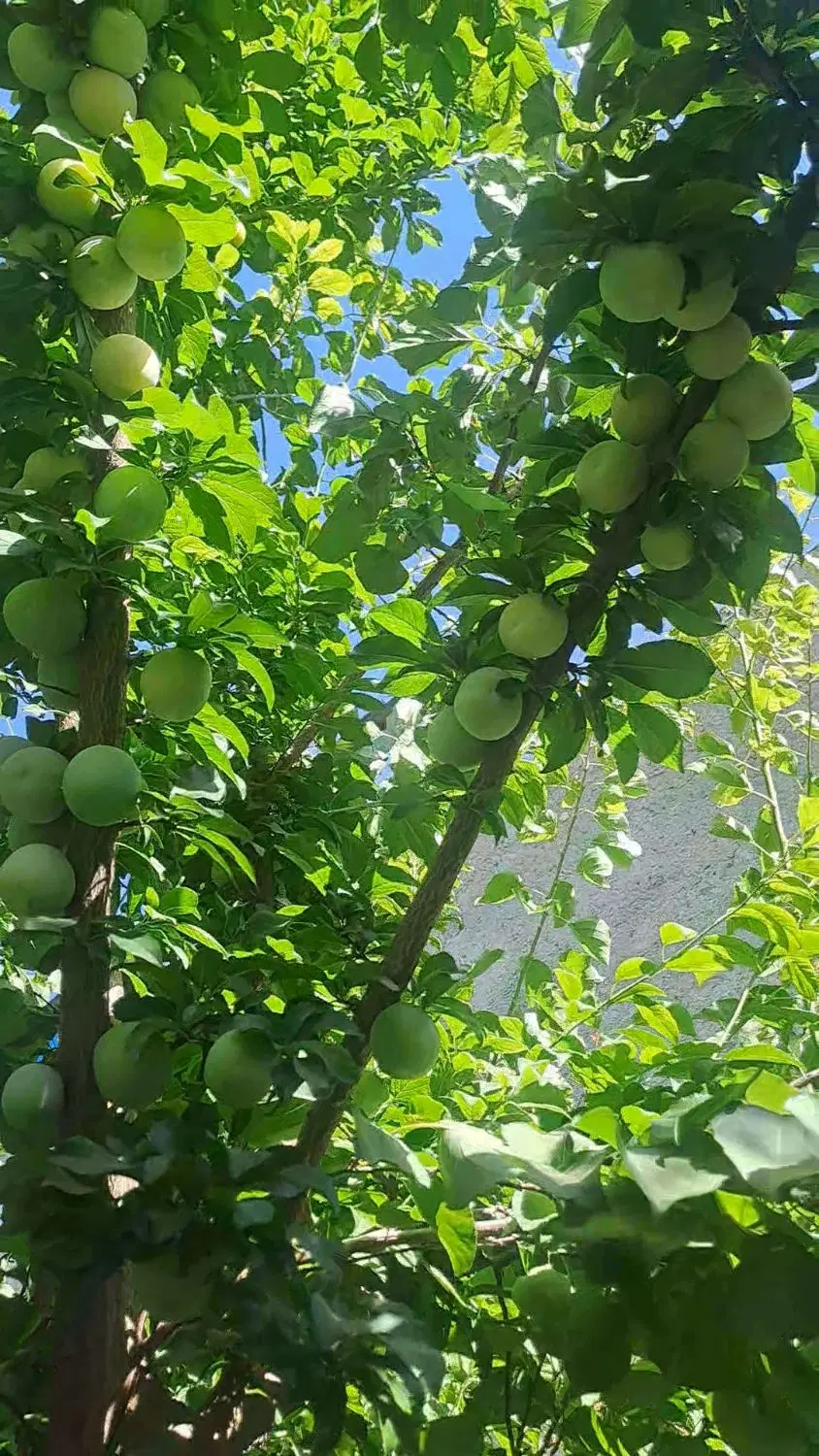 فروش باغ و ویلا