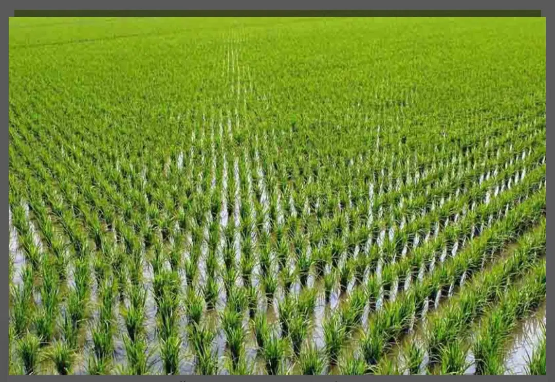 فروش چهارده هزار متر زمین کشاورزی آبی