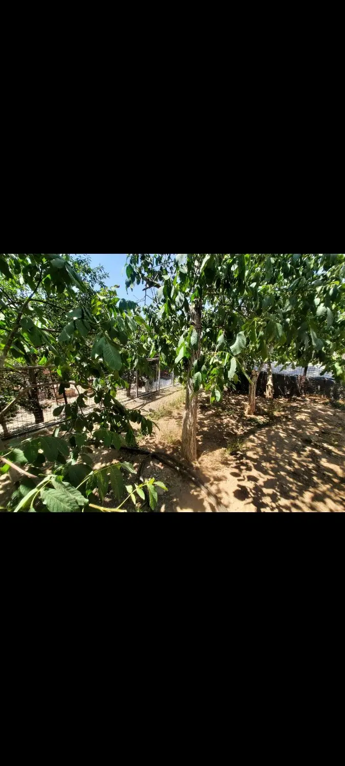 ۴۷۵ متر زمین با برق کنتور شهرکی و آب در جابان