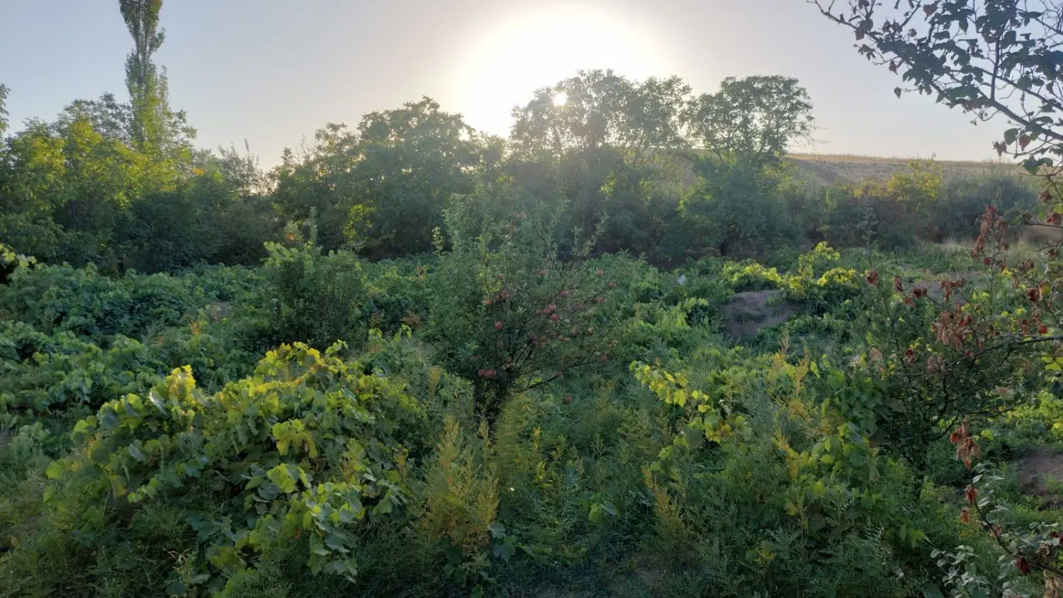 فروش باغ انگور و گردو مراغه روستای خرمازرد