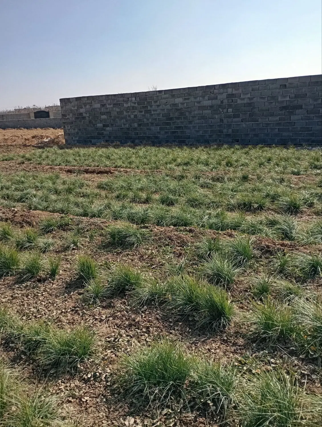 زمین باغی