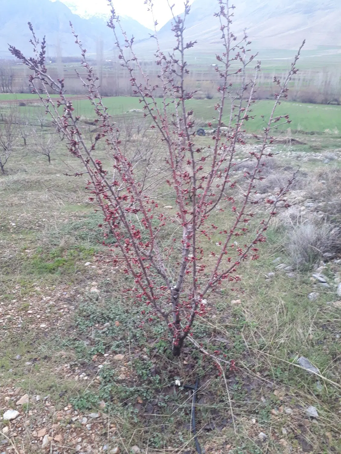 زمین مسکونی بیدسرخ