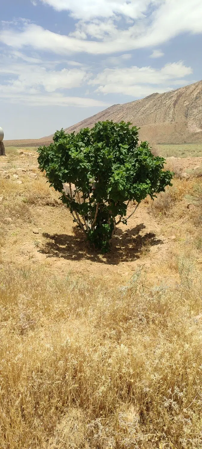 باغ انجیر 10ساله
