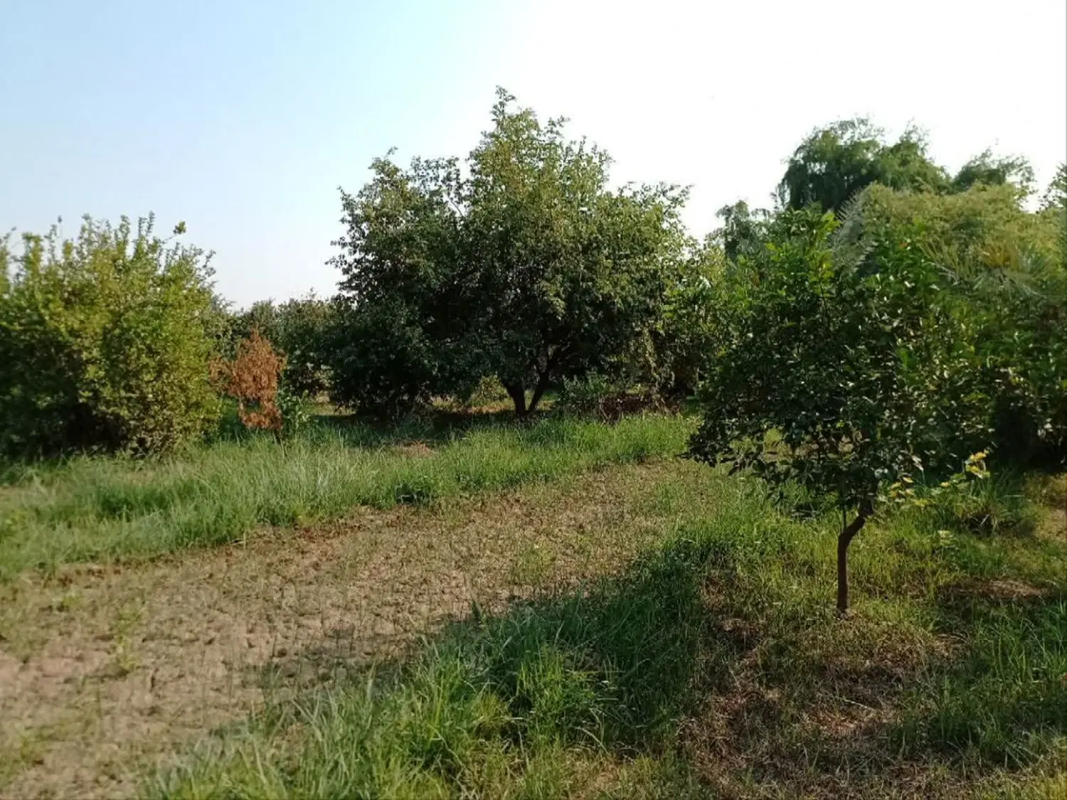 باغ ویلا گلخانه