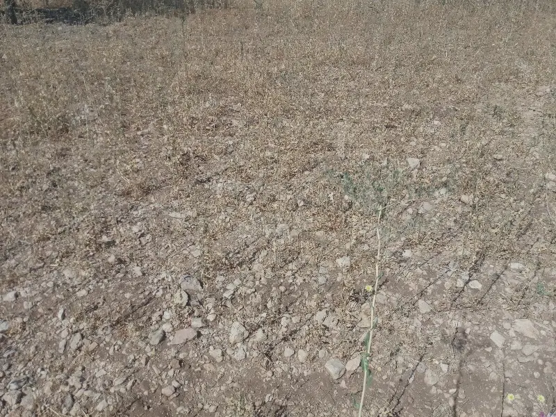 زمین سروک
