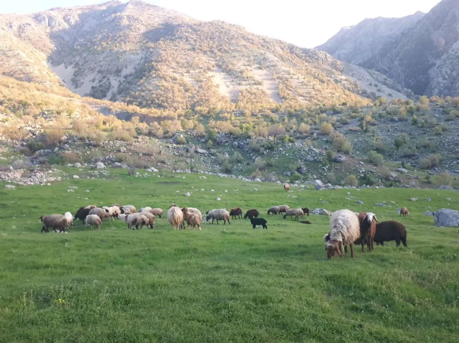 فروش زمین و آب چاه کشاورزی در سراب هنام الشتر
