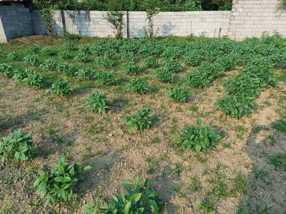 زمین سنددار به مساحت 241 متر