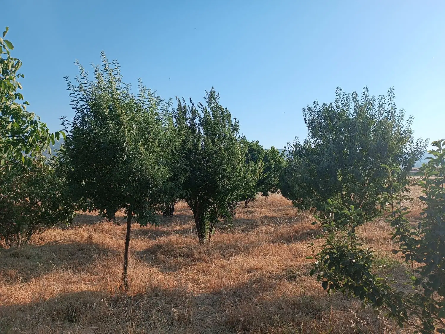 فروش باغ پسته ومیوه