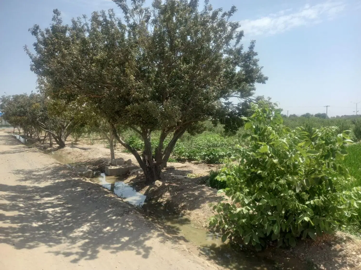 فروش زمین کشاورزی خوش جا