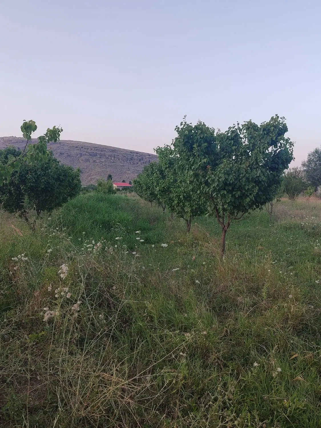 فروش باغ نقلی