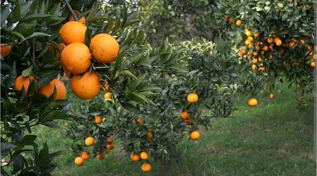 بآغ لوکیشن موقعیت خوب  بن جعفرکوچه فروغ.