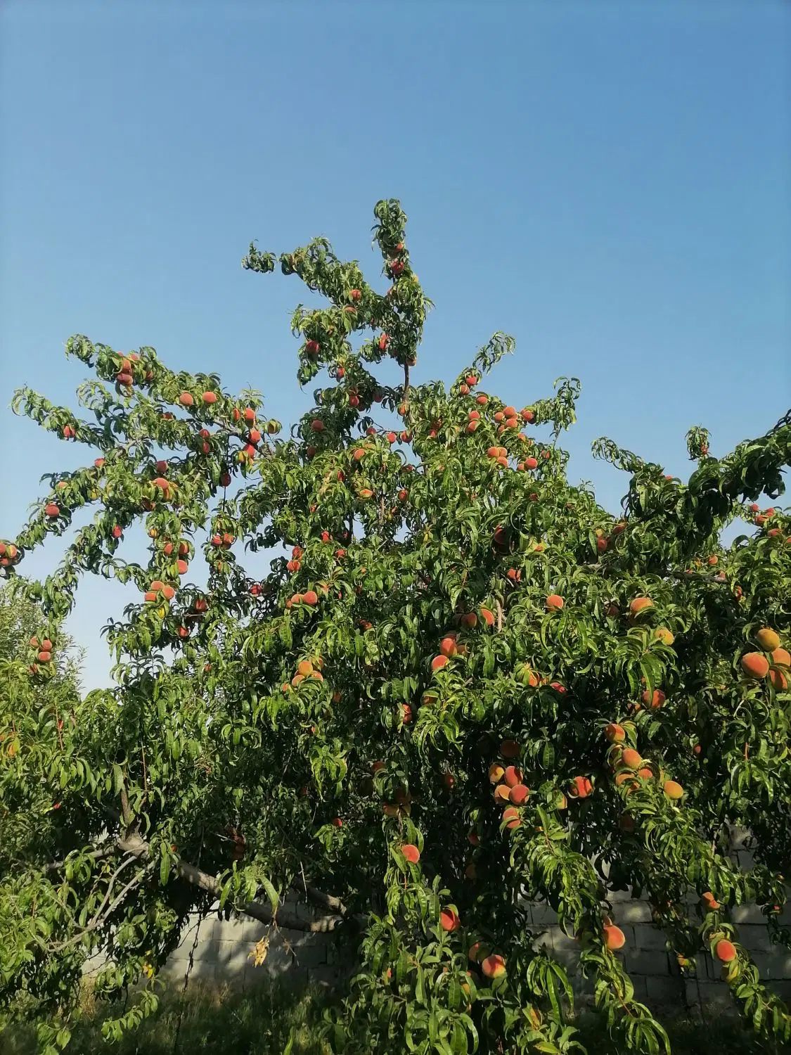زمین عیش اباد
