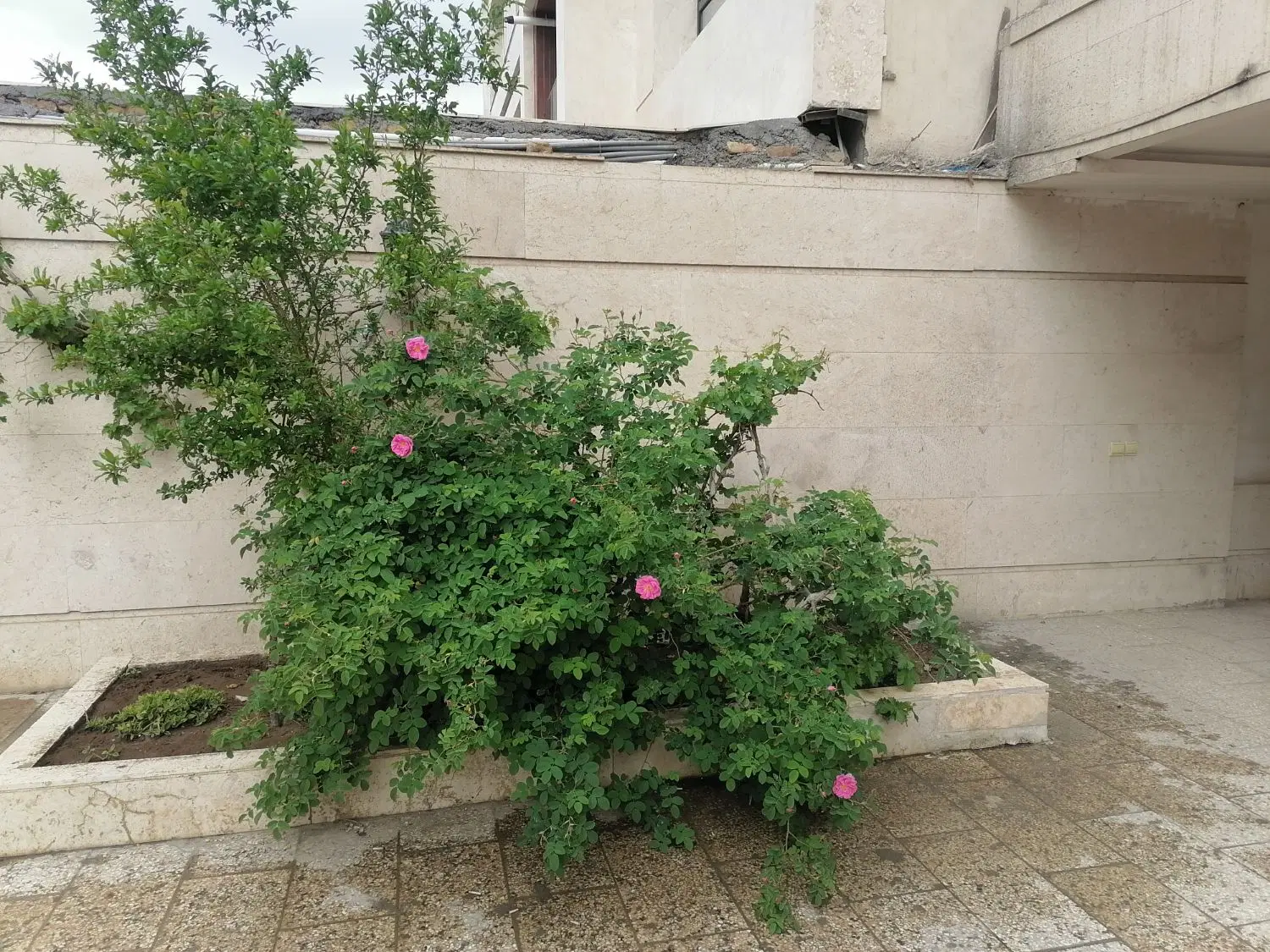 سجادیه 67 علویه 99 متری