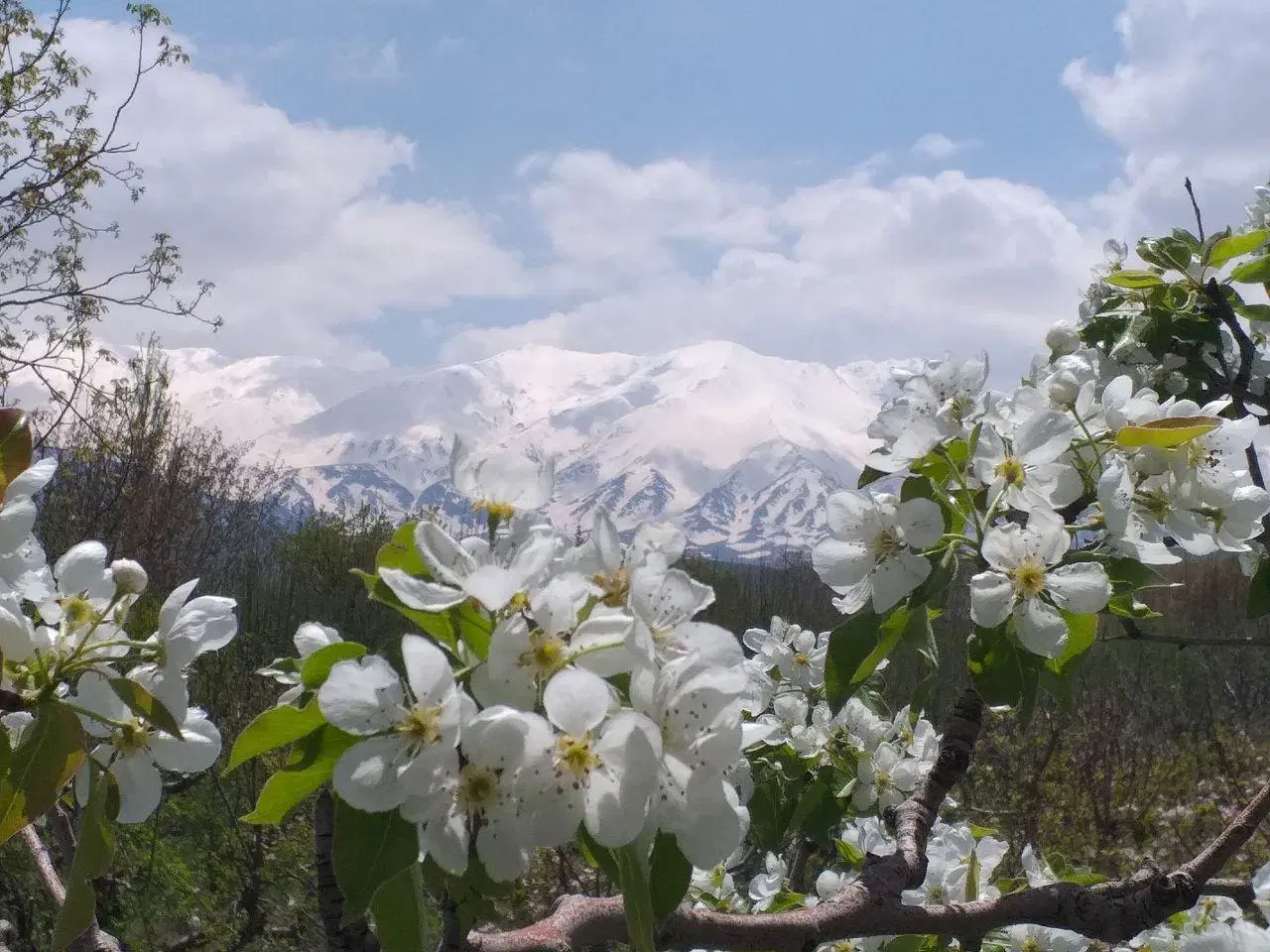 باغ حاجی آباد