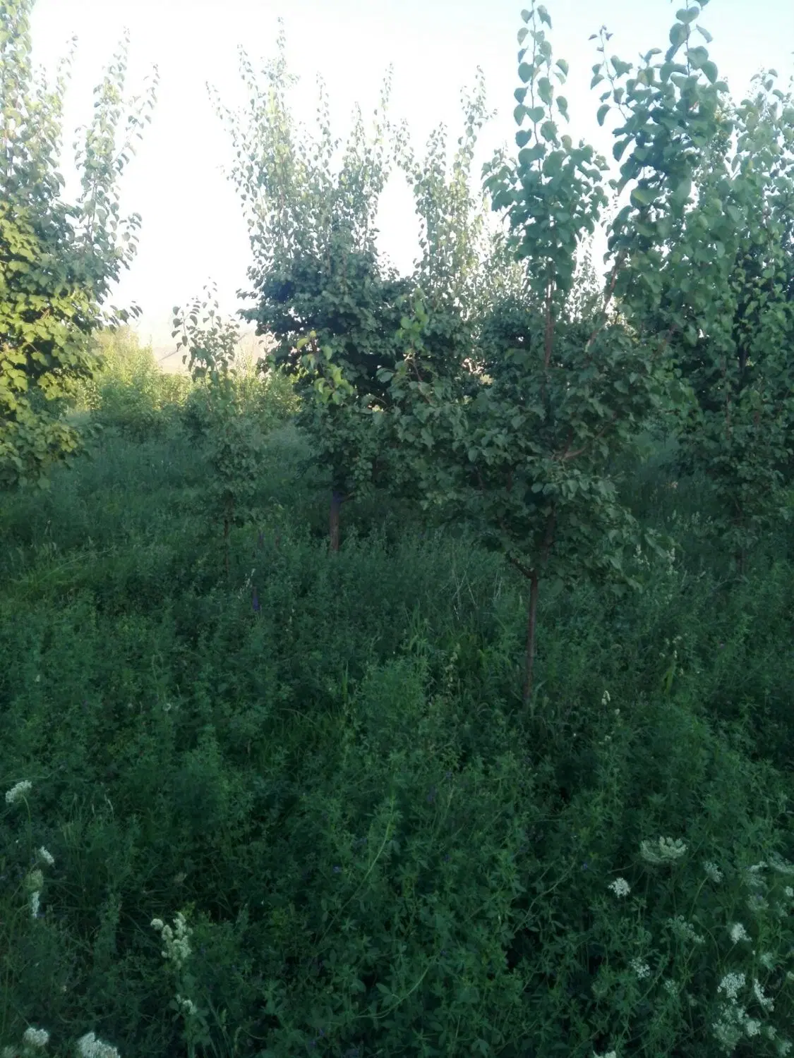 باغ ویلایی پشت تالار صدف جاده ارومیه