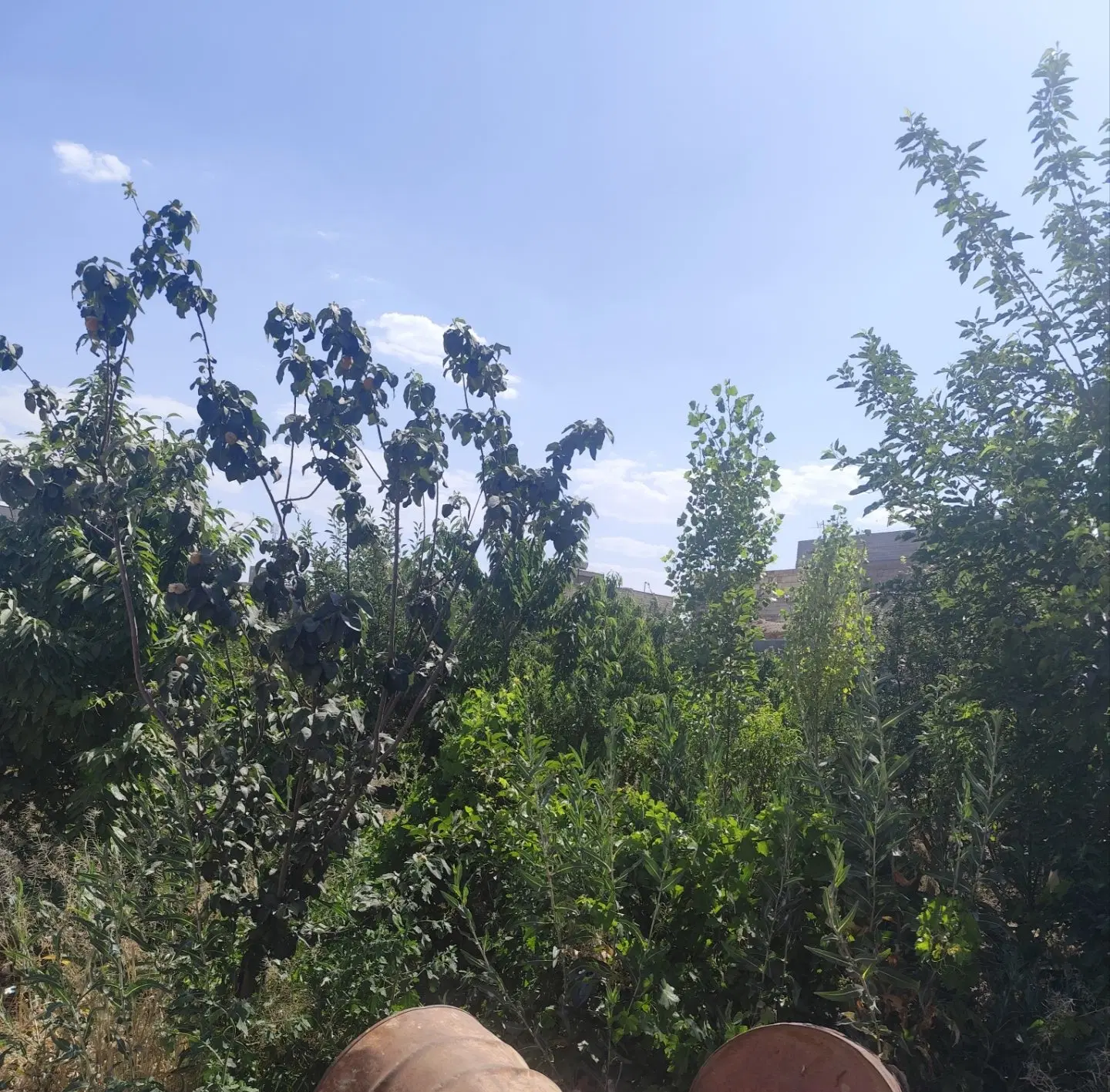 فروش زمین و خانه باغ کرکوند