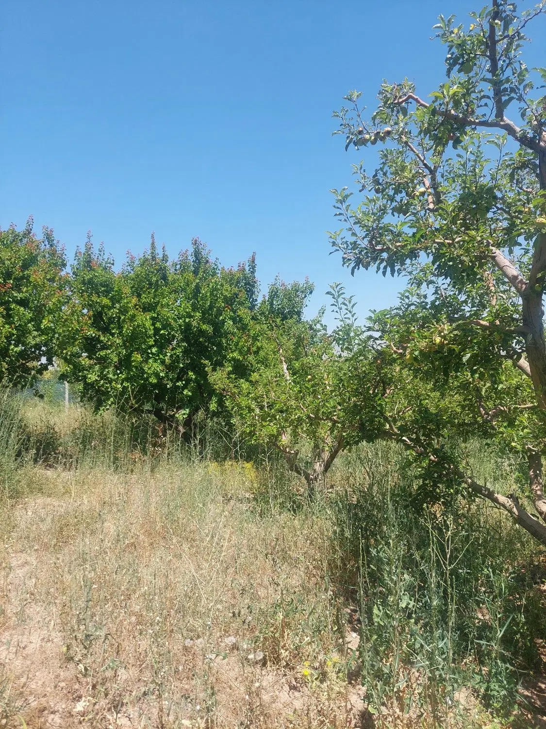 یک باغ قطره ای به فروش میرسد
