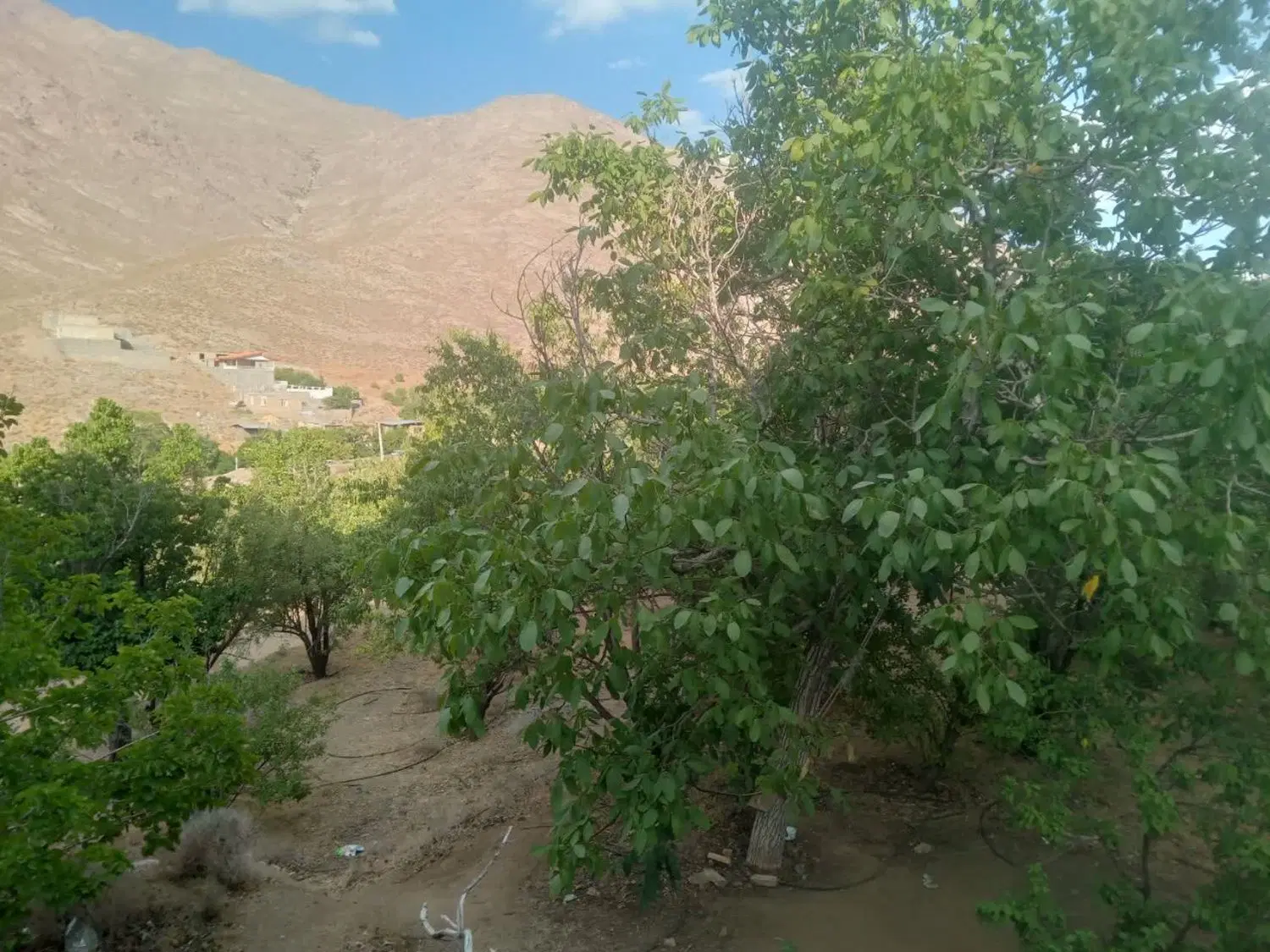 باغ سانیچ لب جاده اصلی