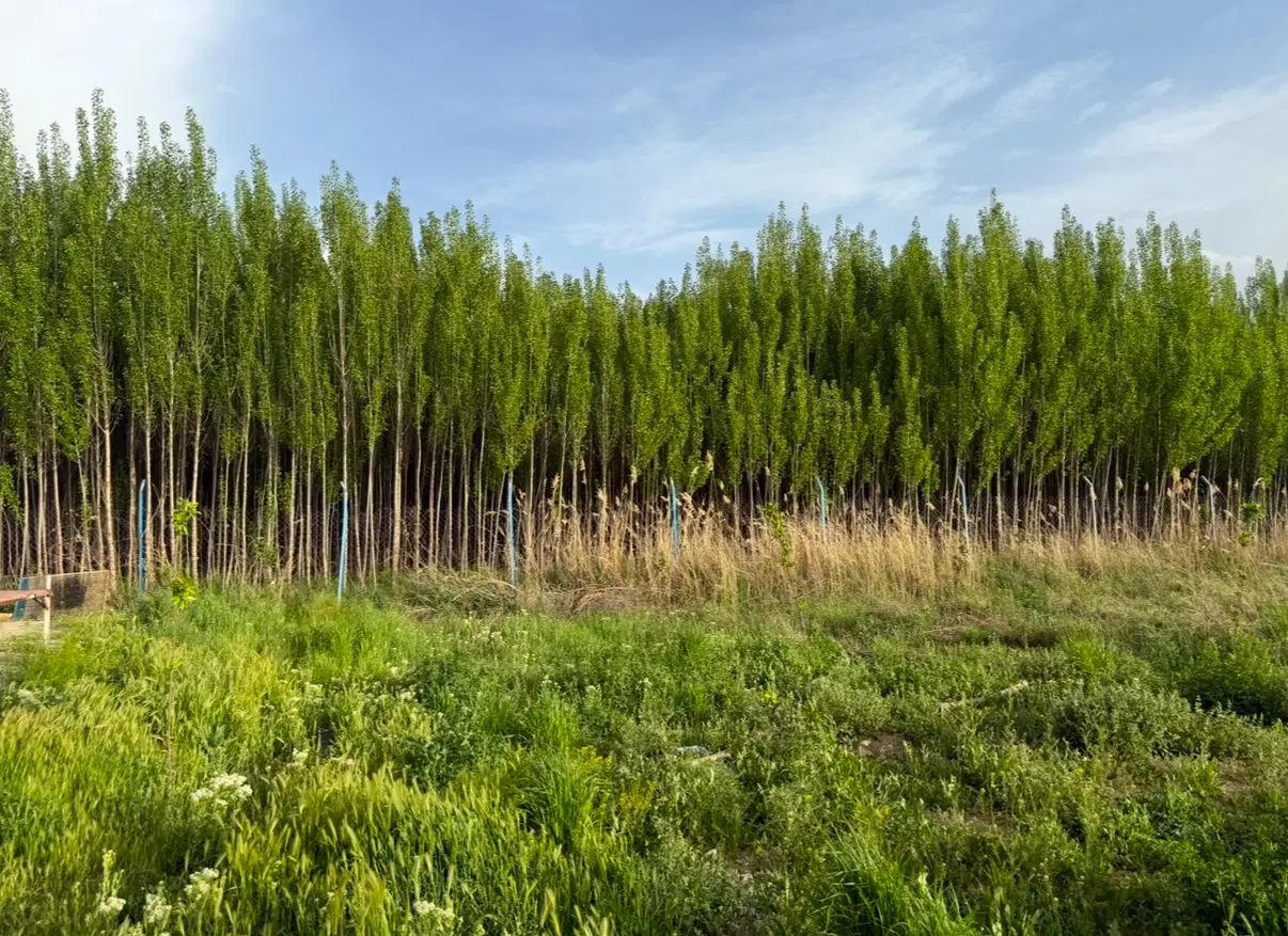 زمین صنوبرنهاوند روستای فیازمان
