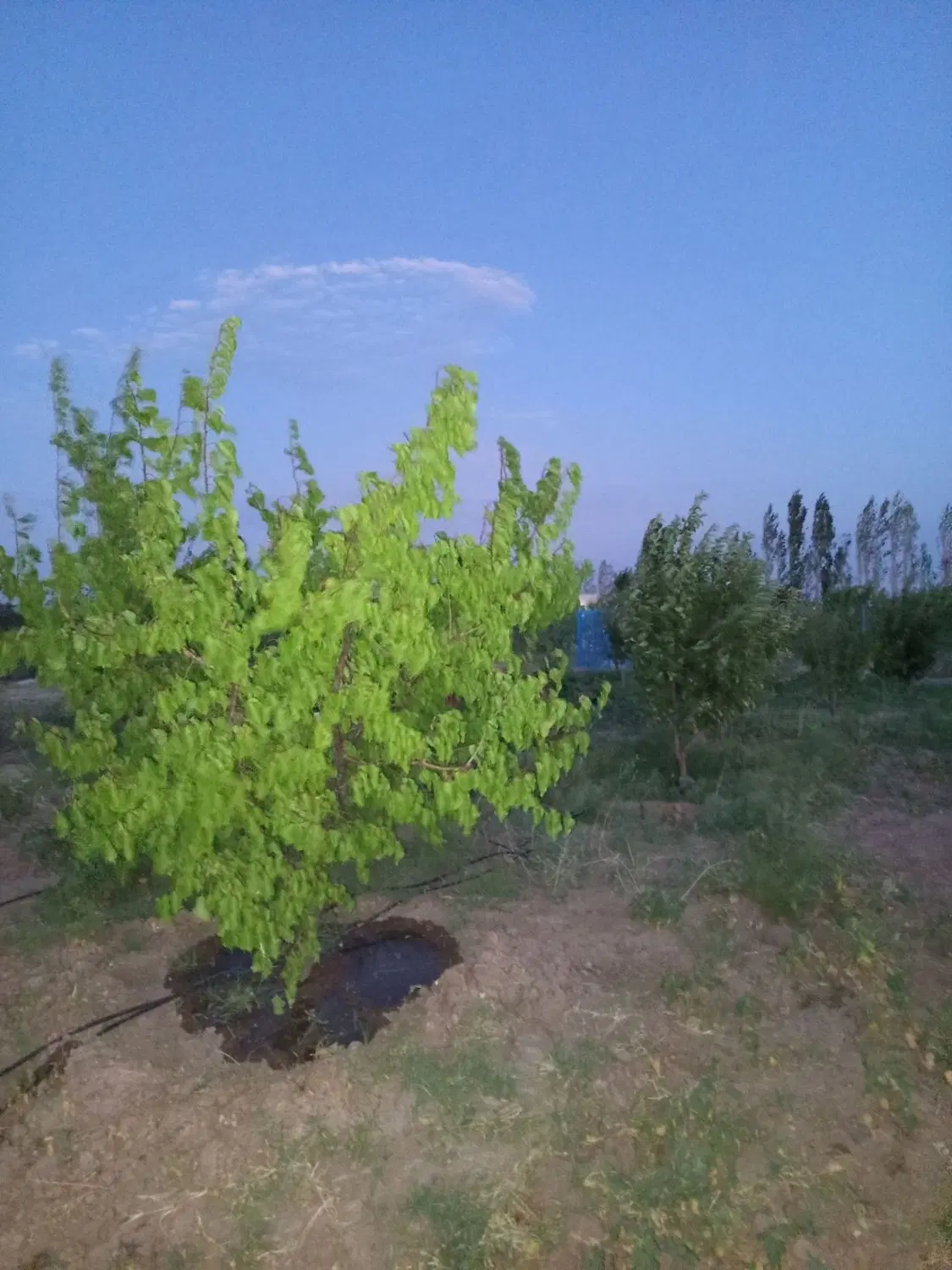 فروش باغ در روستای اونلیق