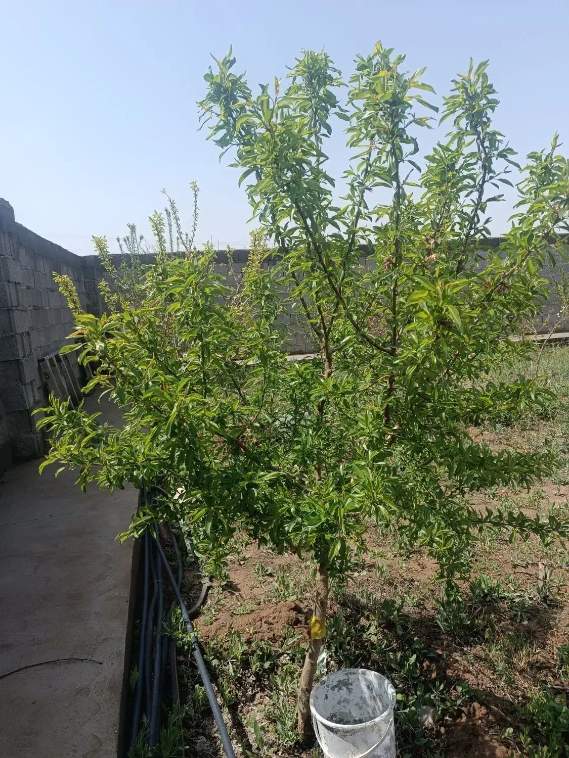باغ نقلی ۳۰۰ متری در باغ معروف گلستان دوم