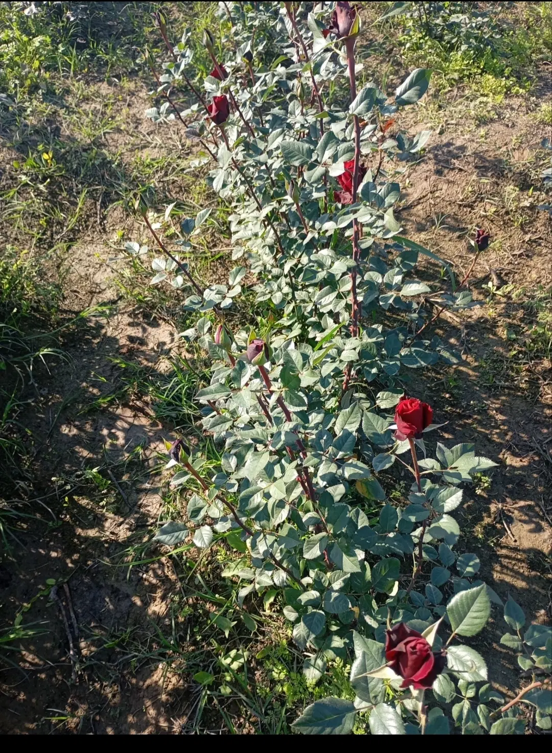 فروش زمین. کشاورزی باغ ویلا. گلخونه
