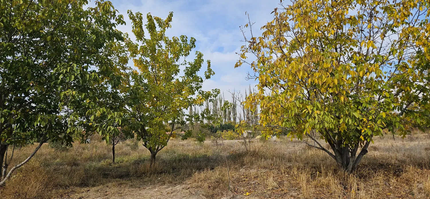 باغ و زمین
