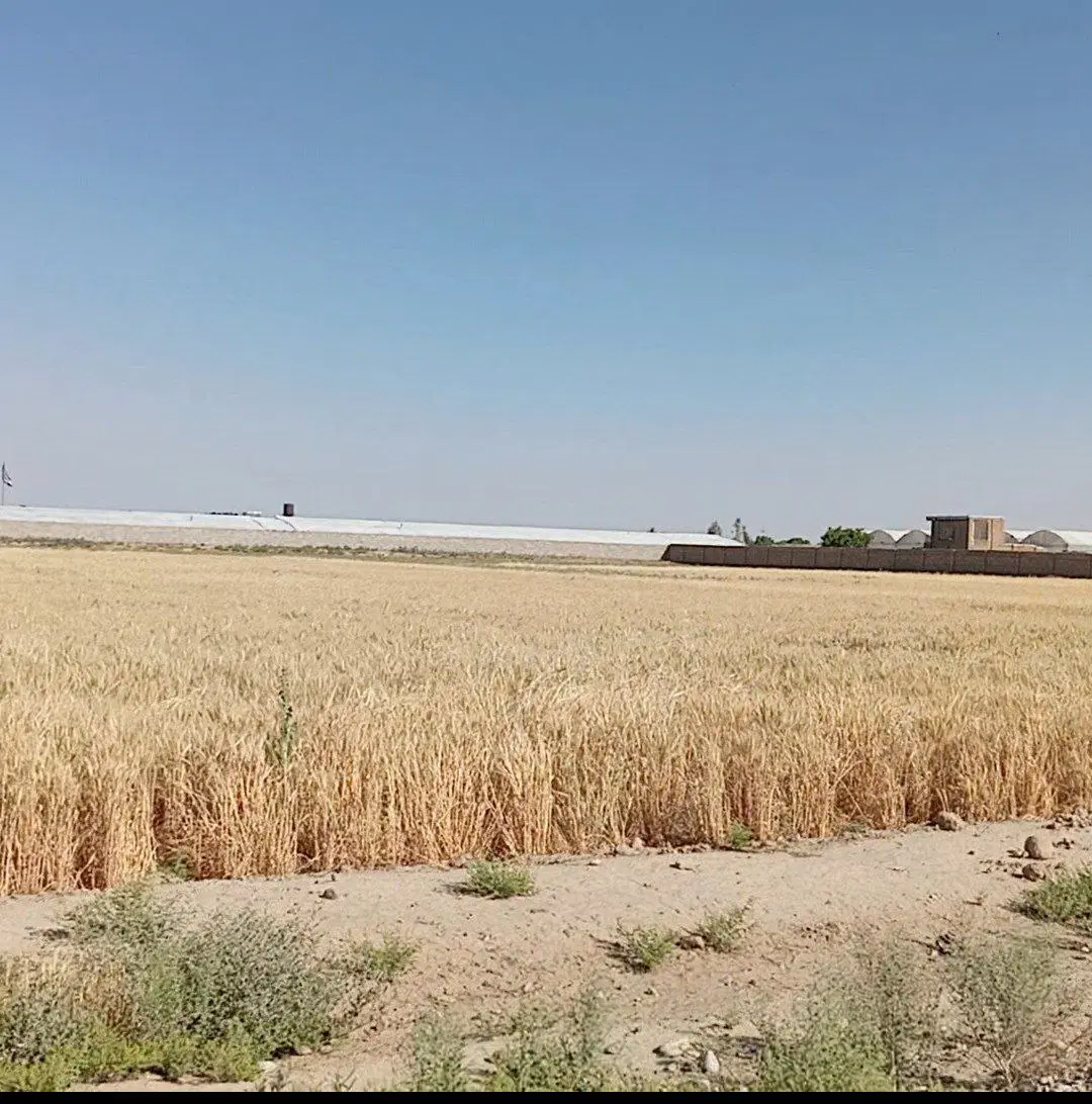زمین کشاورزی