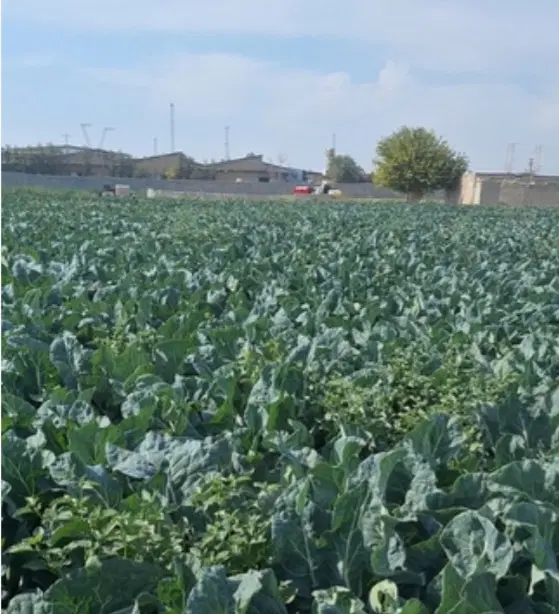 زمین مناسب باغچه
