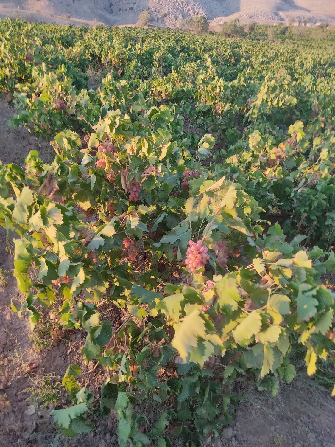 یک مورد باغ انگور در نزدیکی بجنورد