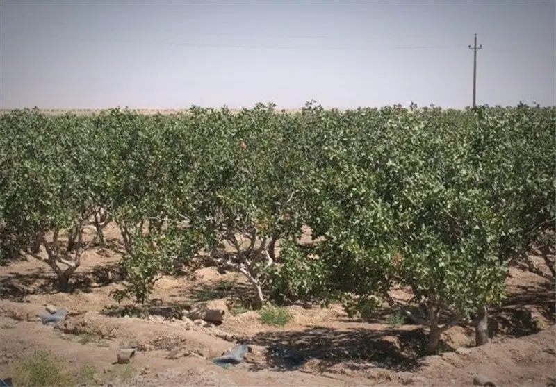 فروش باغ پسته