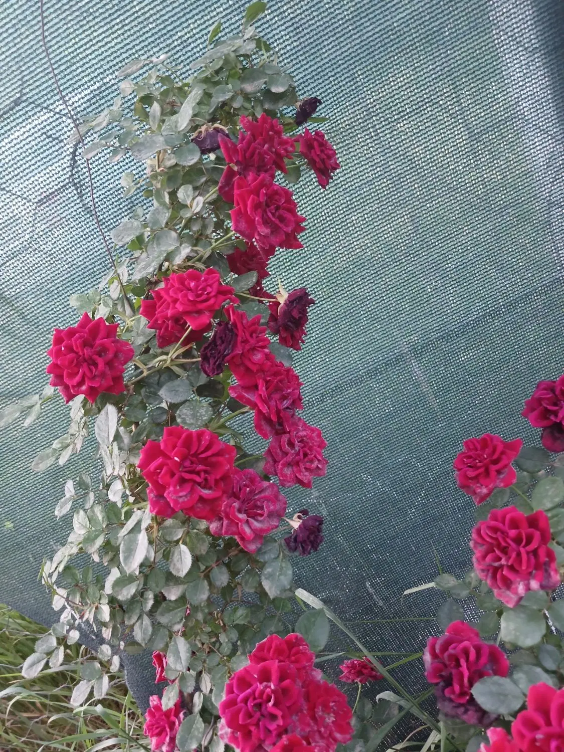باغ