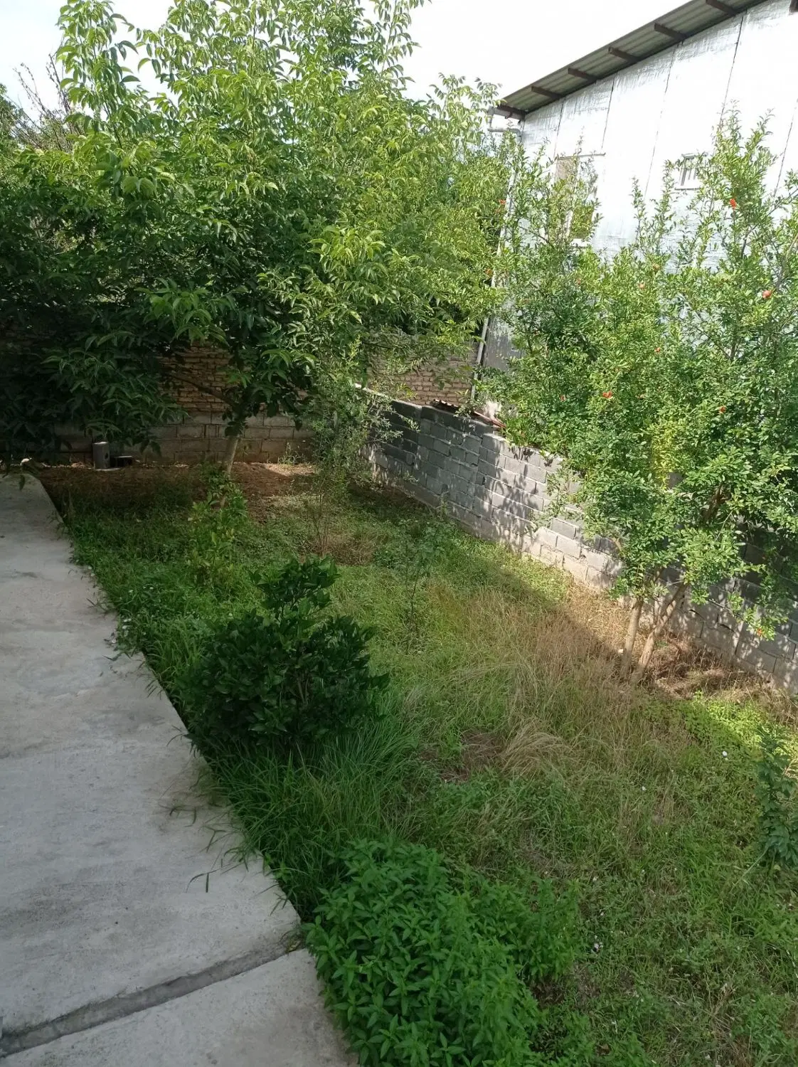 ملک حیاط دار