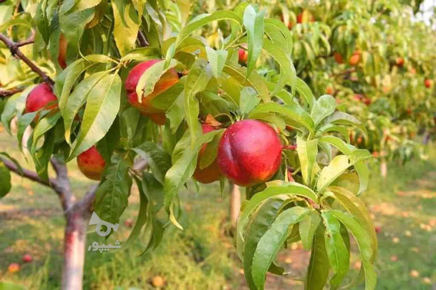 فروش باغ شلیل به همراه چاه آب و برق