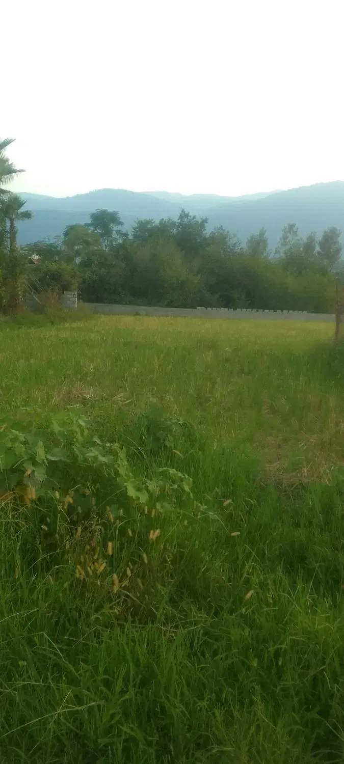 زمین شالیزار
