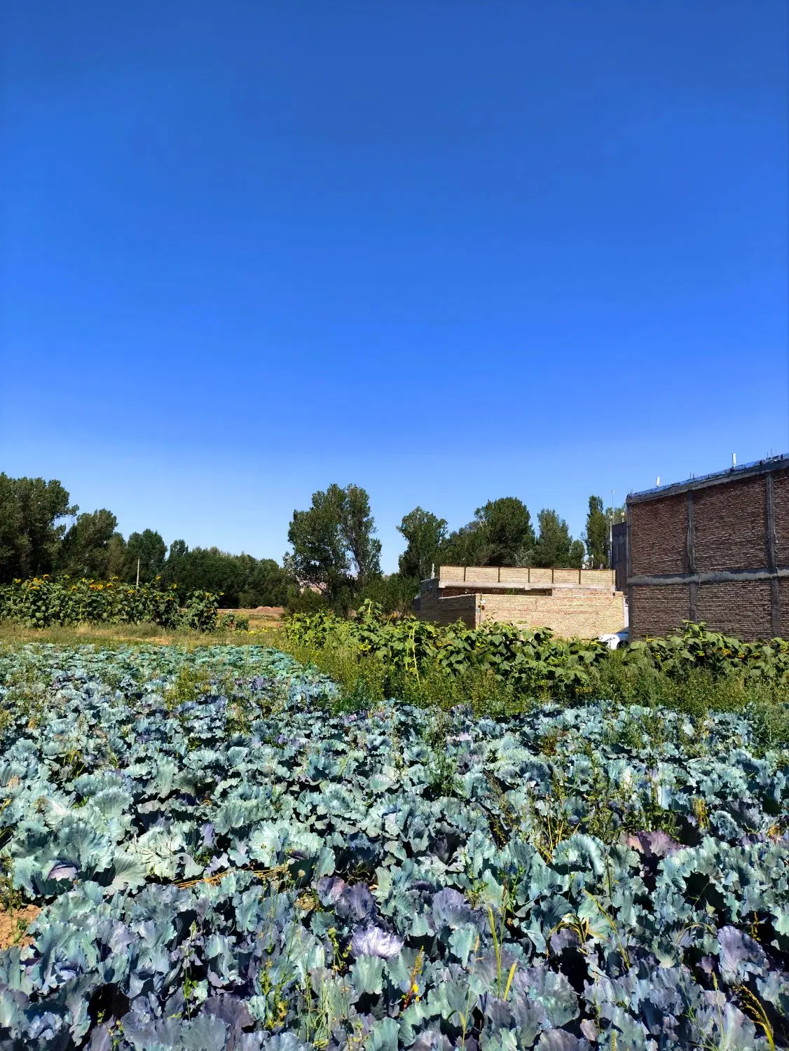 ۲۲۲ متر زمین با کاربری مسکونی در روستای شیره جین