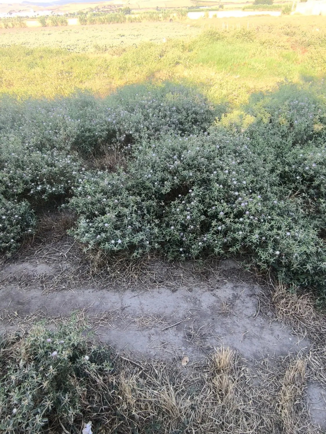 زمین مسکونی در روستای زینب اباد